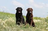 LABRADOR 378